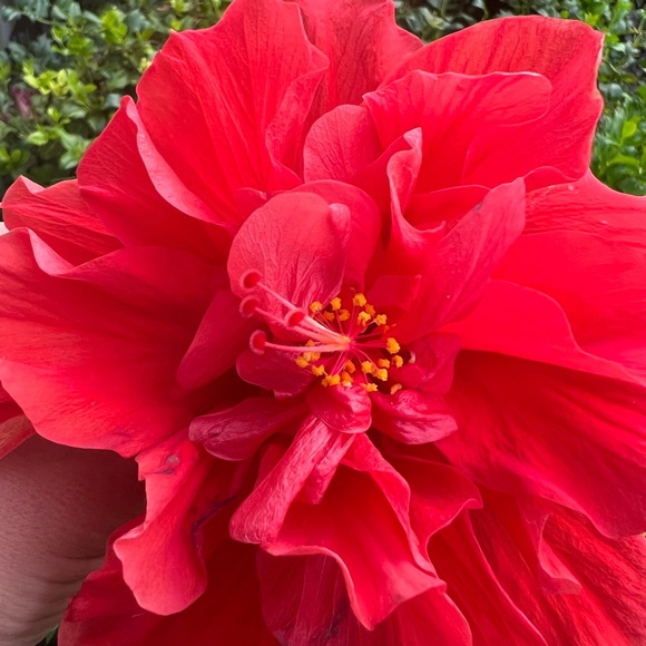 🌺 🌸🧡 Aloha 🤙🏻 - Picture 7 of 15